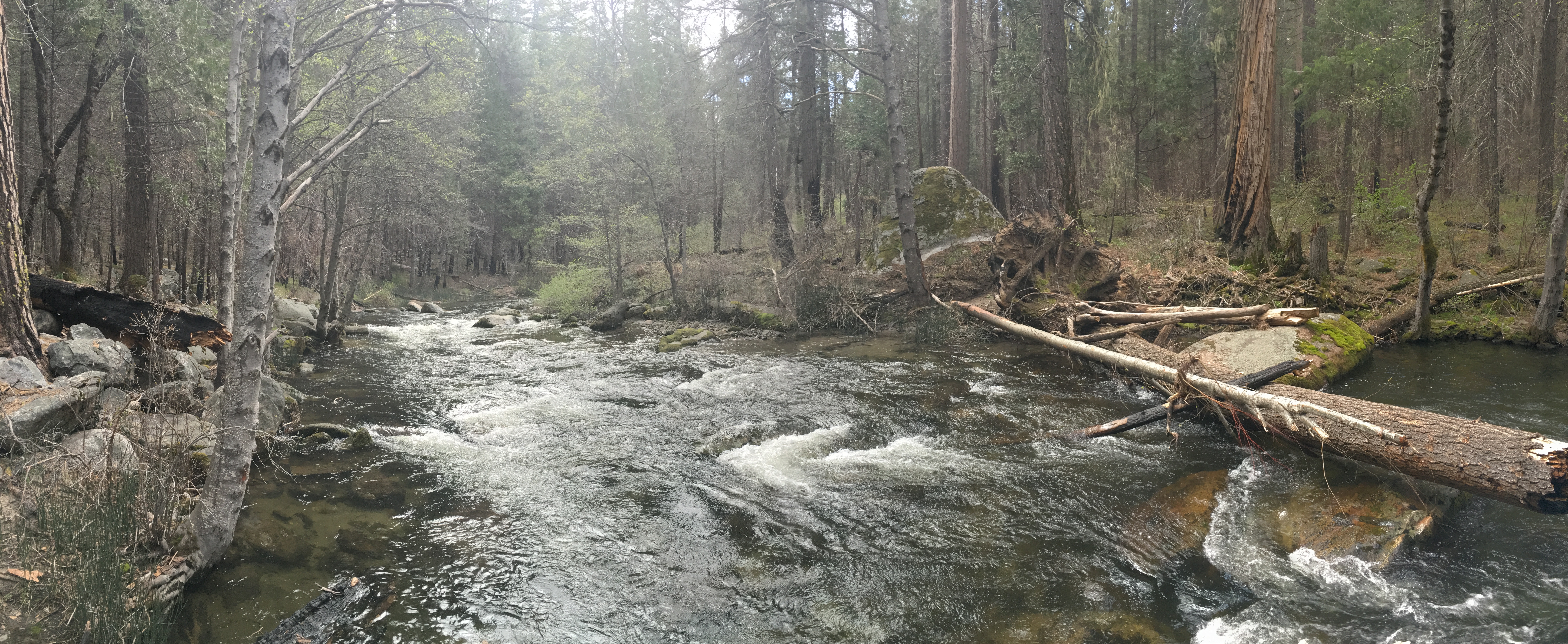 A rushing stream in Yosemite National Park